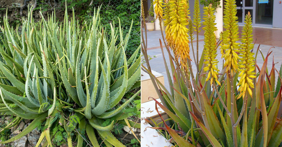 Aloe vera (Barbados Aloe)