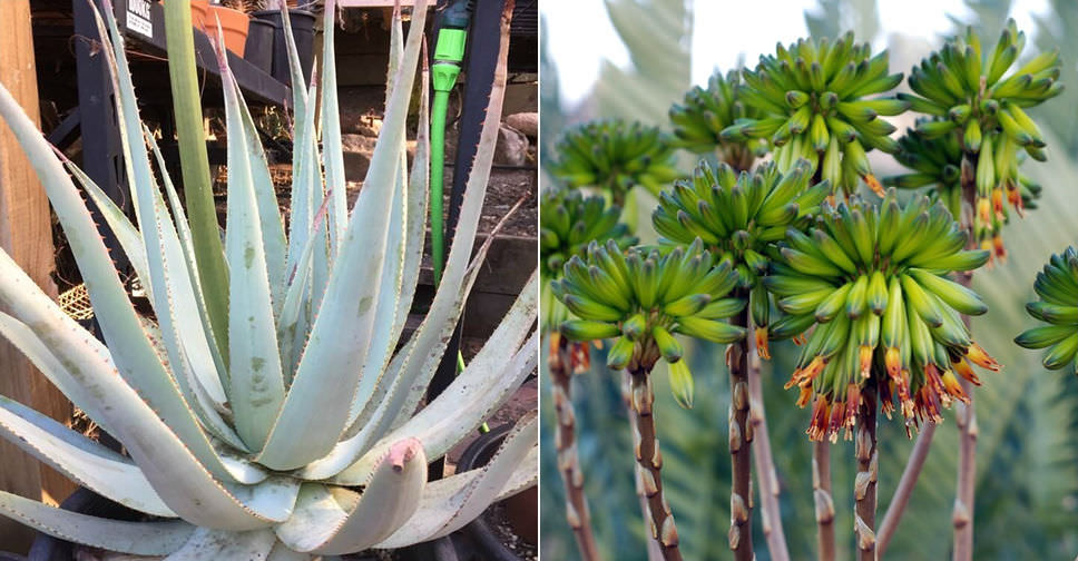 Aloe viridiflora (Green-flowered Aloe)