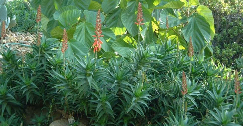 Aloiampelos gracilis (Rocket Aloe)