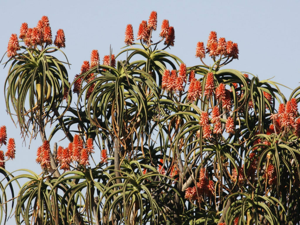 Aloidendron barberae (Giant Tree Aloe)