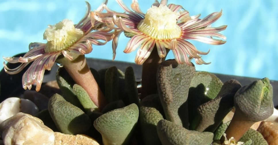 Aloinopsis rosulata