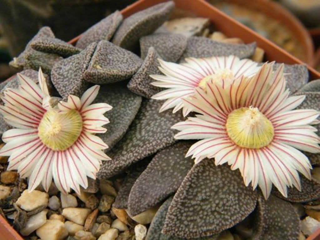 Aloinopsis rubrolineata