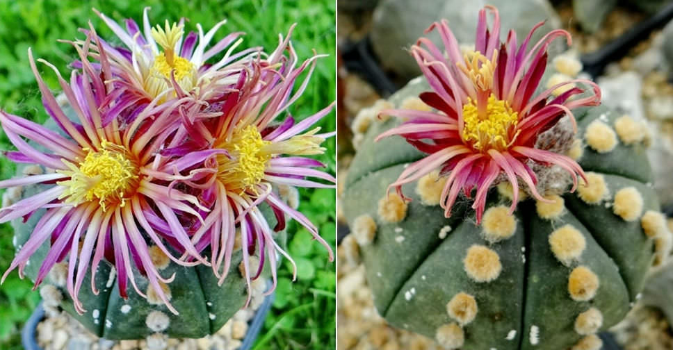 Astrophytum asterias ‘Shinshowa Red’