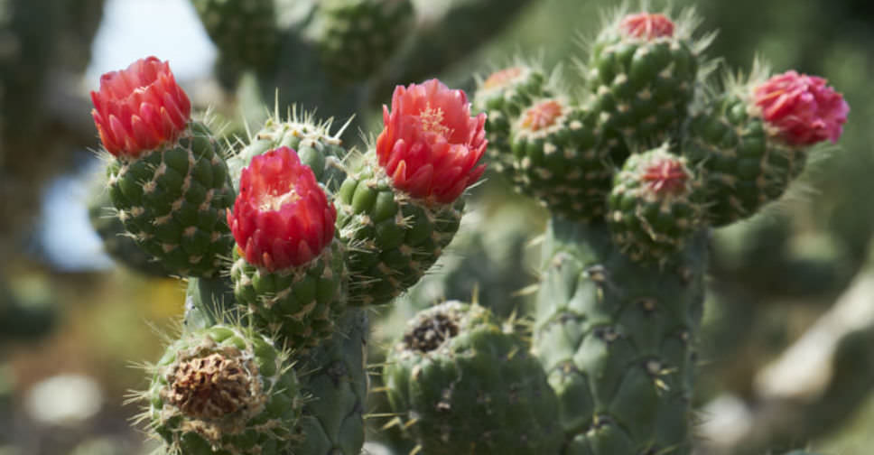 Austrocylindropuntia cylindrica (Cane Cactus)