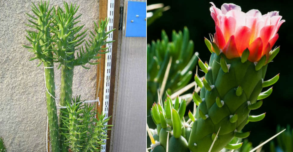 Austrocylindropuntia subulata (Eve’s Needle Cactus)