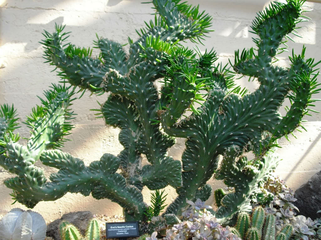 Austrocylindropuntia subulata ‘Cristata’