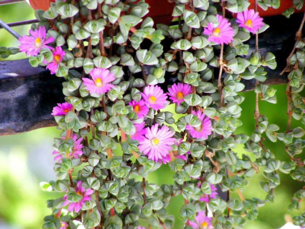 Braunsia maximiliani (Beads Lampranthus)