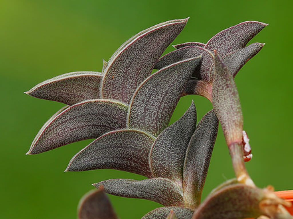 Callisia navicularis (Chain Plant)