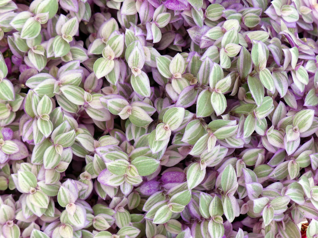 Callisia repens ‘Pink Lady’ (Turtle Vine)