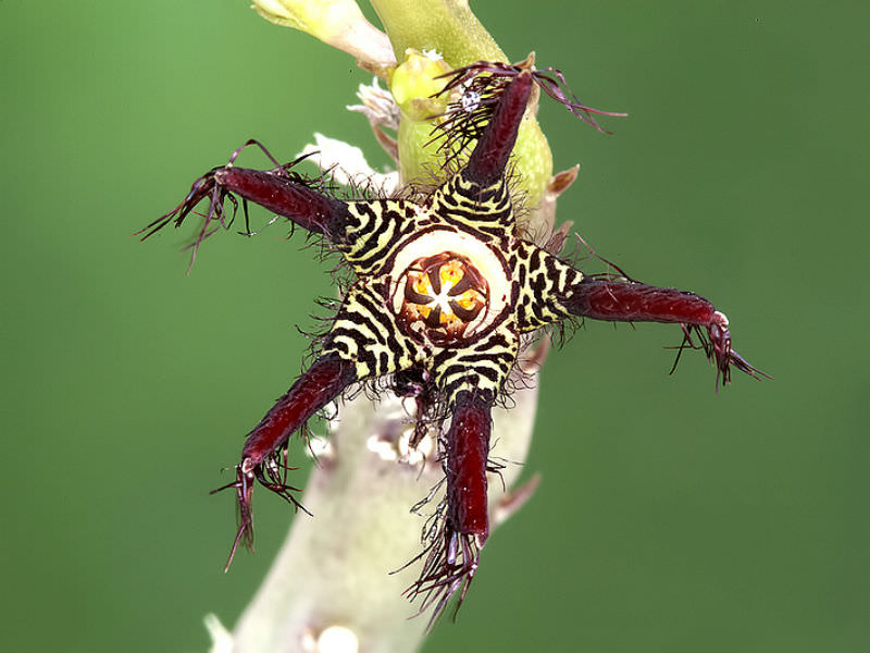 Caralluma adscendens