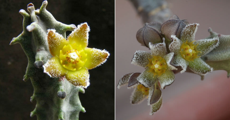 Caralluma burchardii