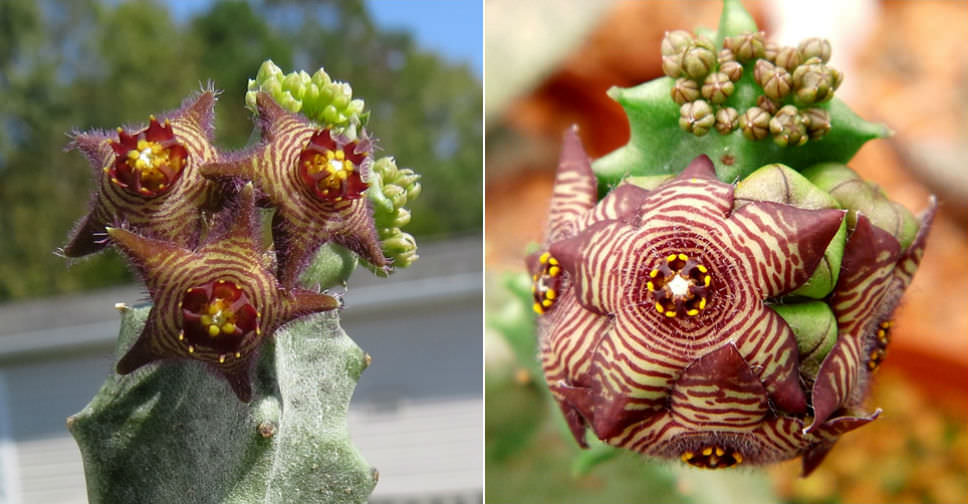 Caralluma europaea