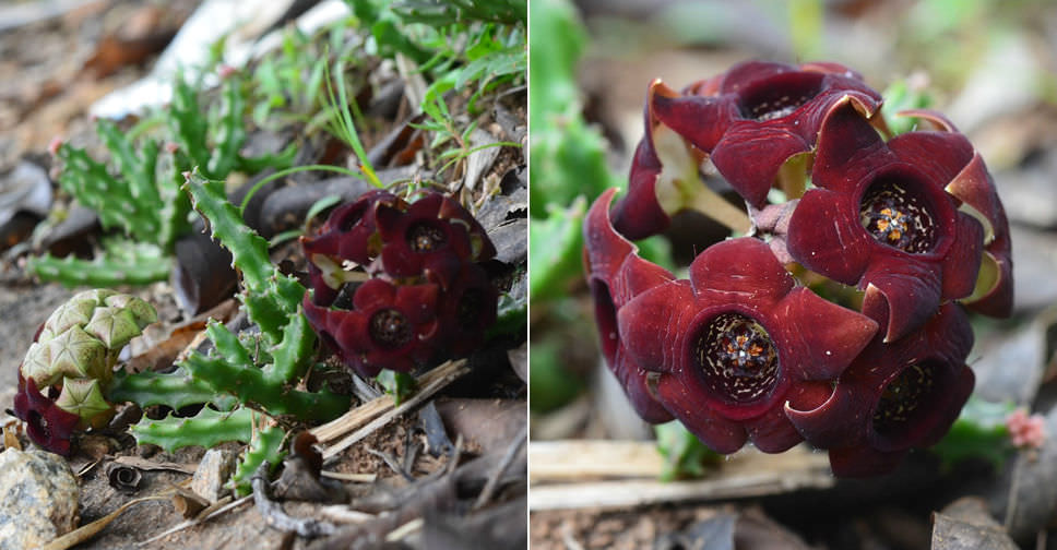 Caralluma indica (Indian Caralluma)