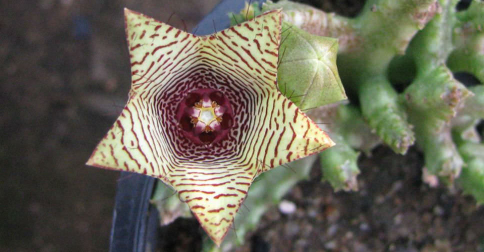 Caralluma pauciflora