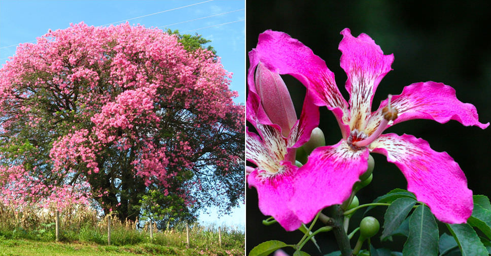 Ceiba speciosa (Silk Floss Tree)