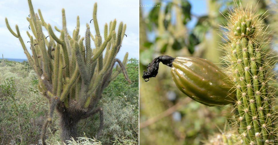 Cereus ayisyen