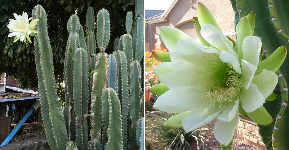 Cereus hexagonus (Lady of the Night Cactus)