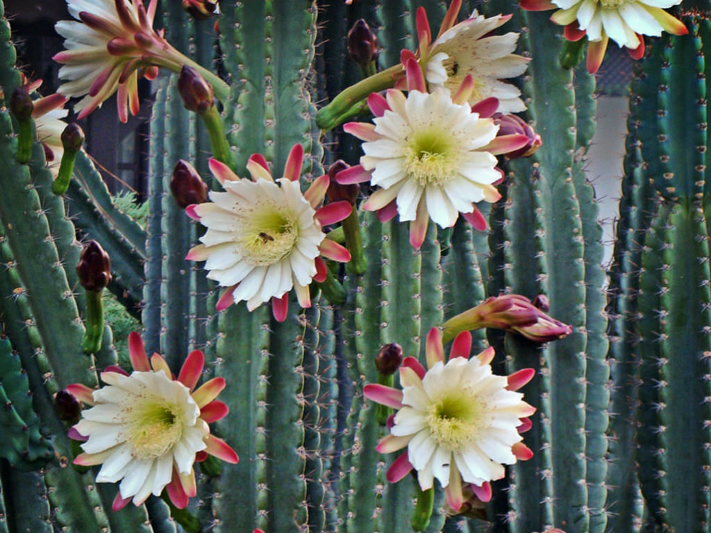 Cereus repandus (Peruvian Apple Cactus)