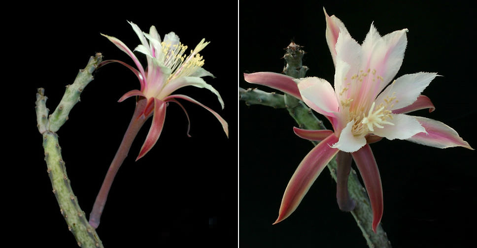 Cereus spegazzinii (Moonlight Cactus)