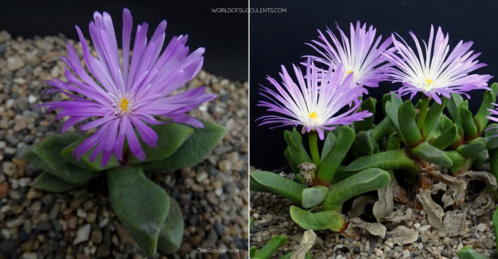 Cerochlamys pachyphylla