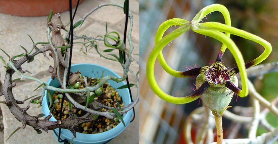 Ceropegia armandii