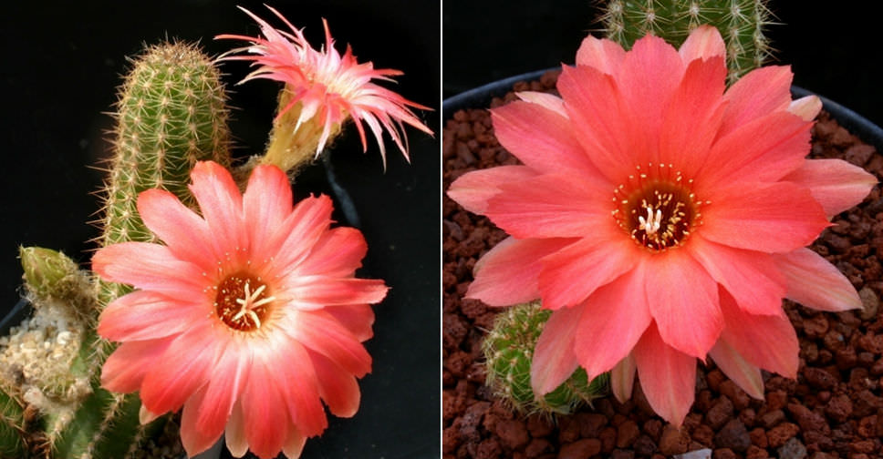 Echinopsis ‘Boom’