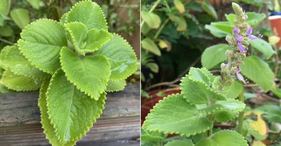 Coleus amboinicus (Cuban Oregano)