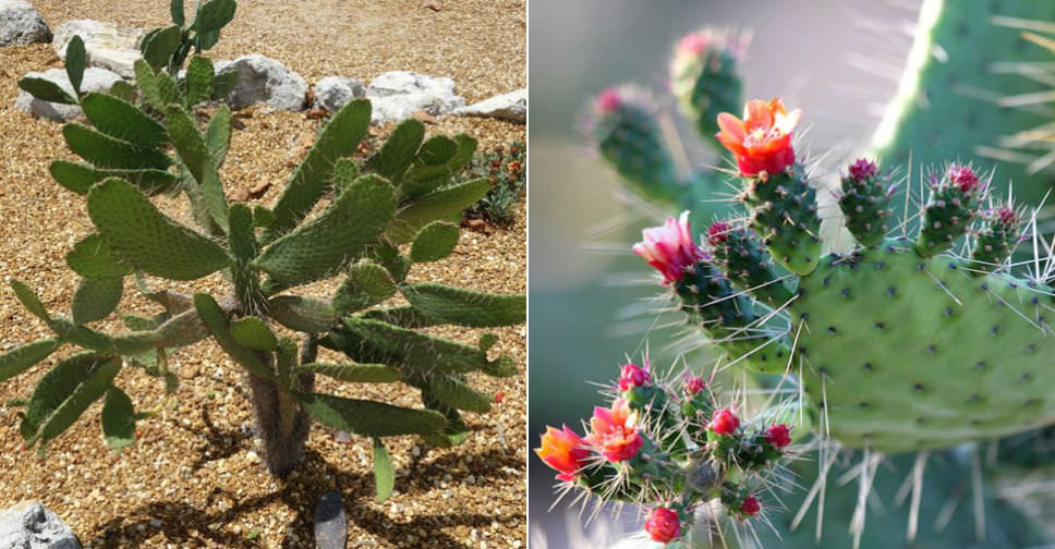 Consolea corallicola (Florida Semaphore Cactus)