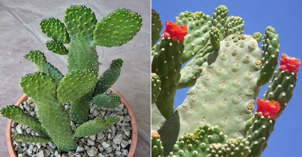 Consolea rubescens (Road Kill Cactus)