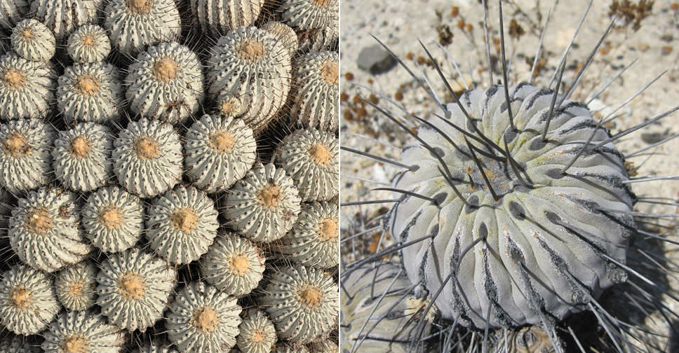 Copiapoa dealbata