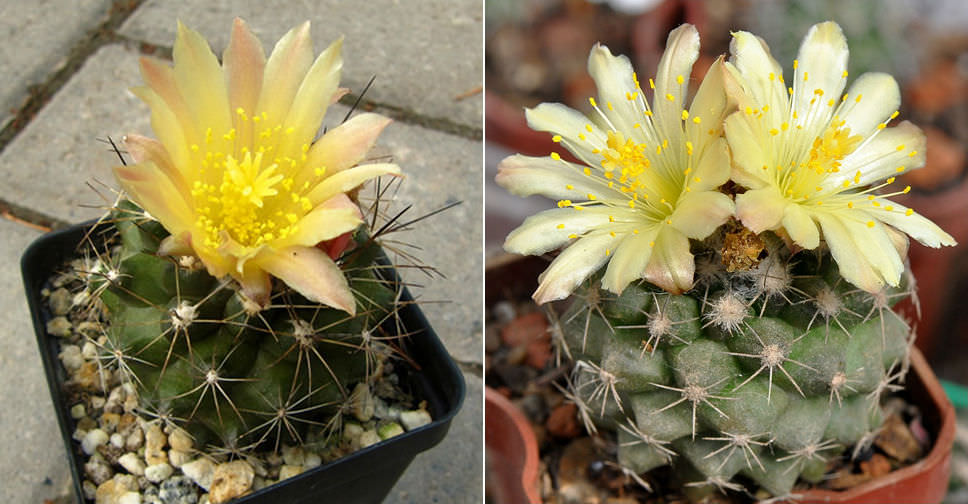 Copiapoa humilis