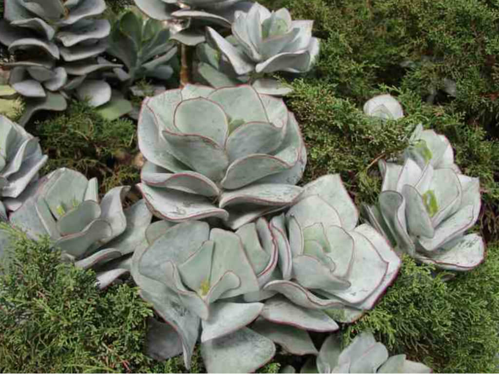 Cotyledon orbiculata ‘Lighthouse Road’ (Pig’s Ears)