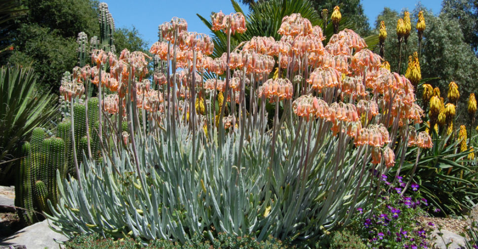 Cotyledon orbiculata var. oblonga