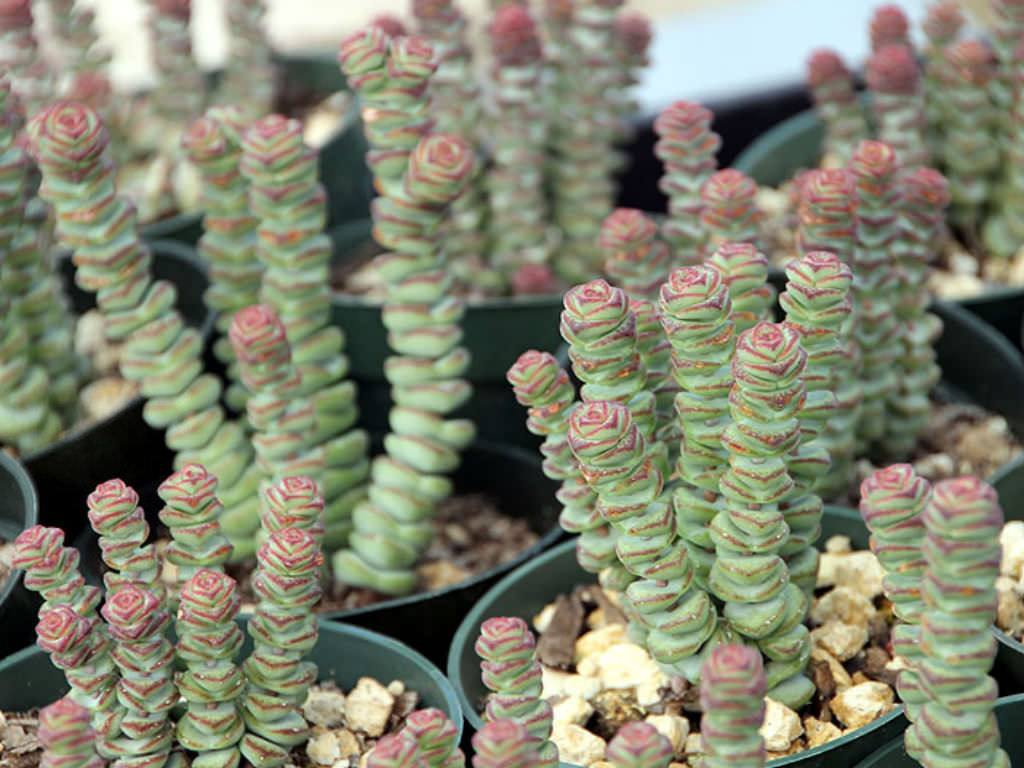 Crassula ‘Baby’s Necklace’