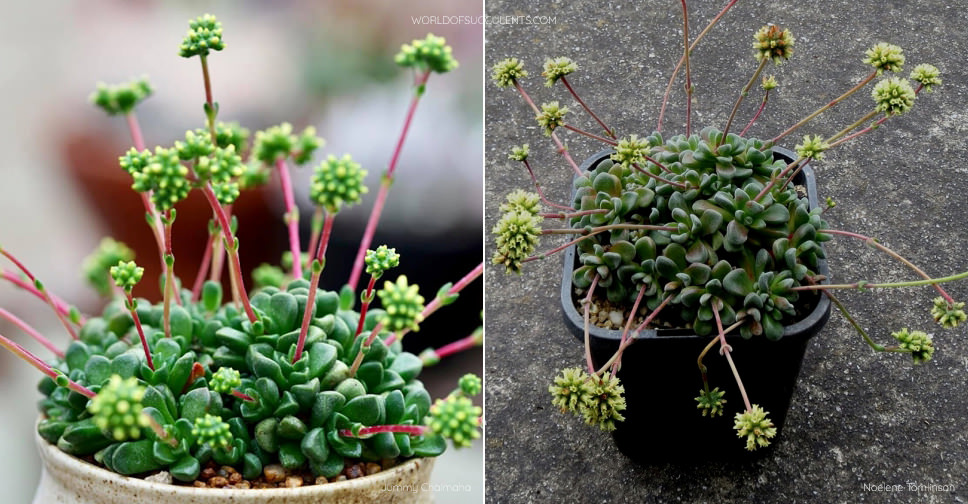 Crassula ‘Fernwood’