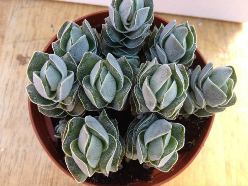 Crassula ‘Ivory Pagoda’