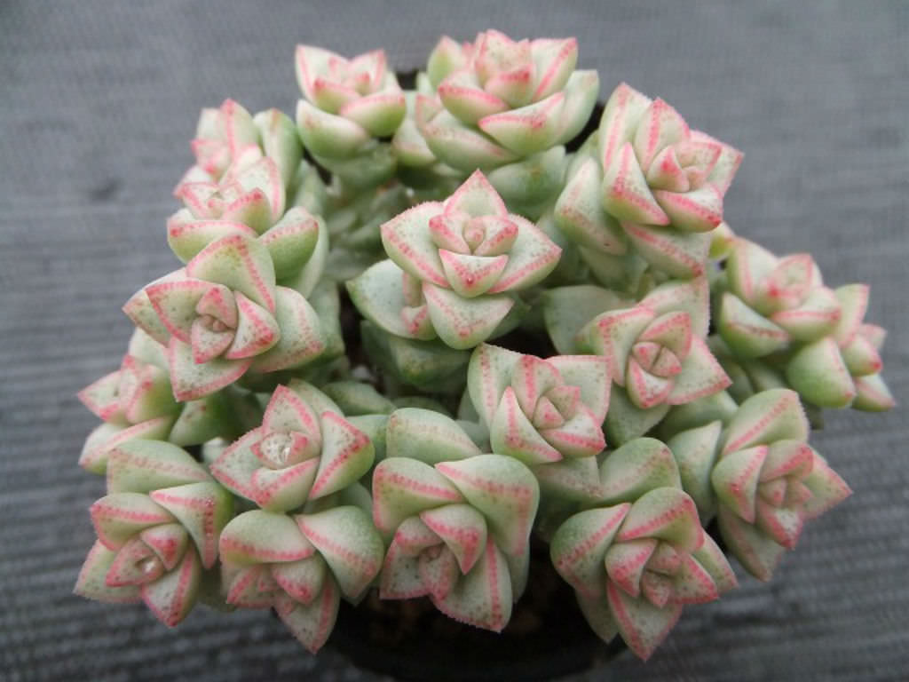 Crassula ‘Pastel’ (Variegated Tom Thumb)