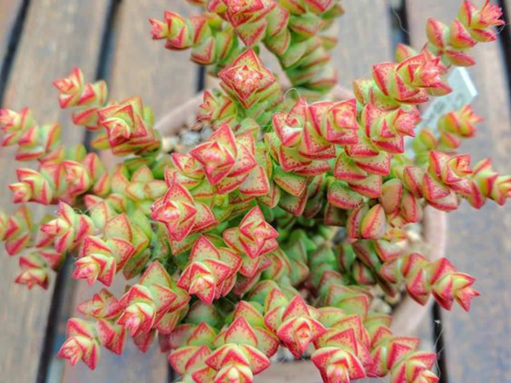 Crassula ‘Tom Thumb’