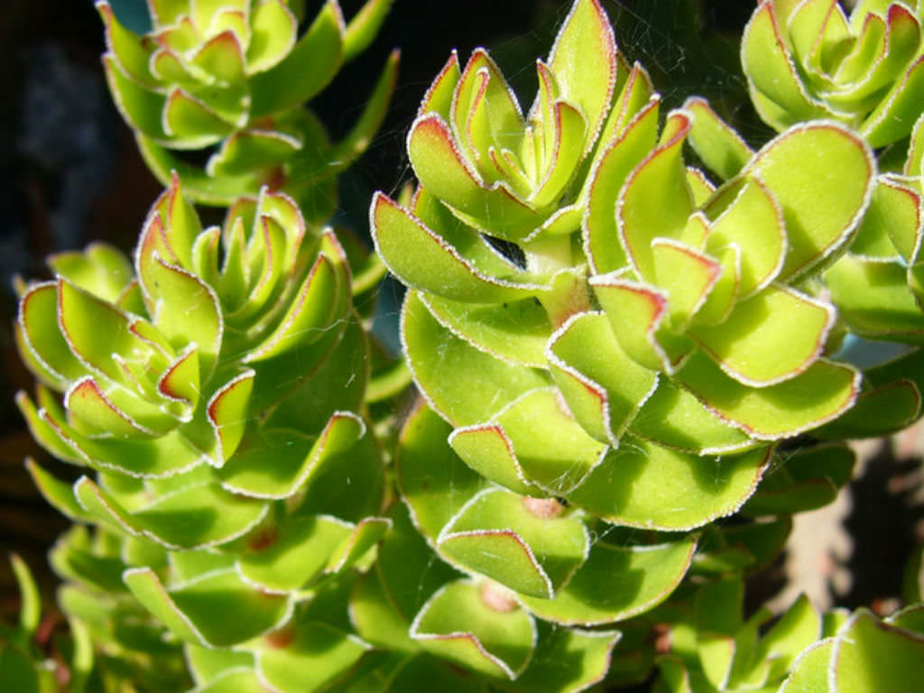 Crassula dejecta (Doily Crassula)