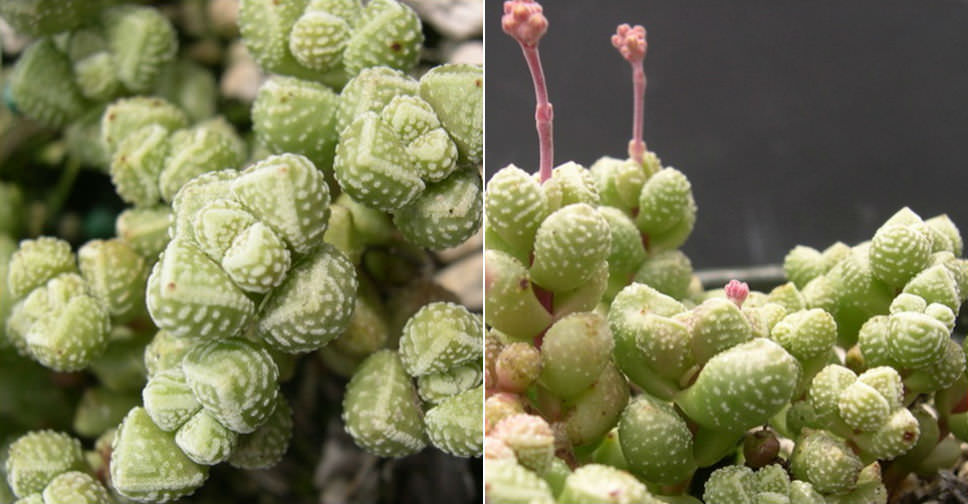 Crassula elegans subsp. namibensis (Elegant Crassula)