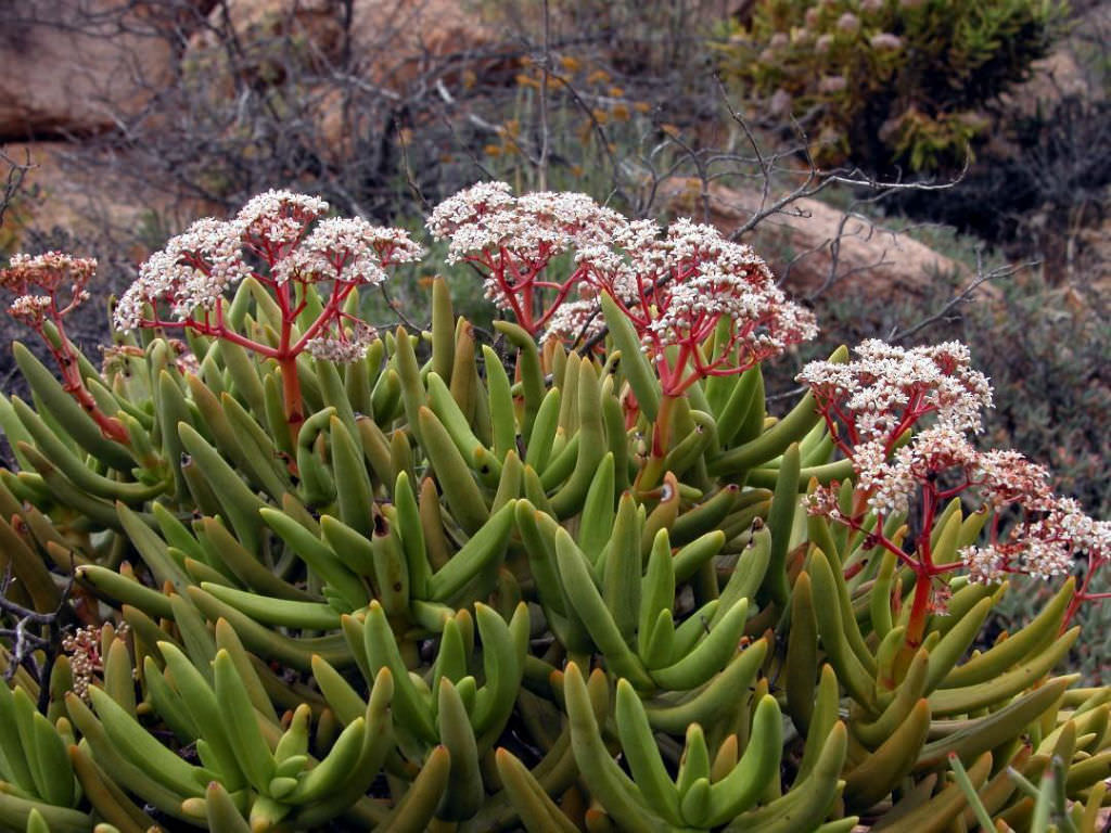 Crassula macowaniana