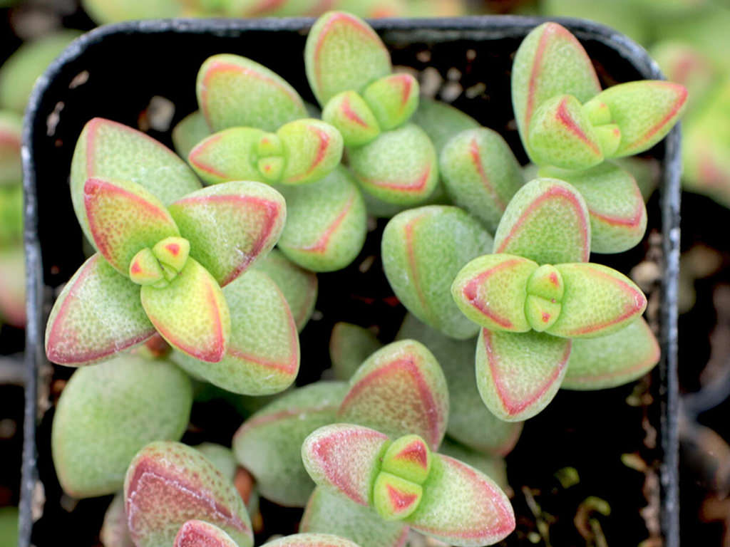 Crassula monticola