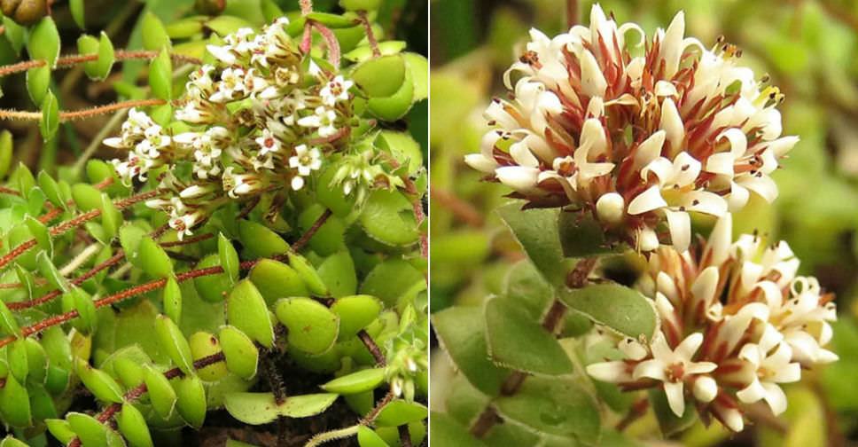 Crassula obovata