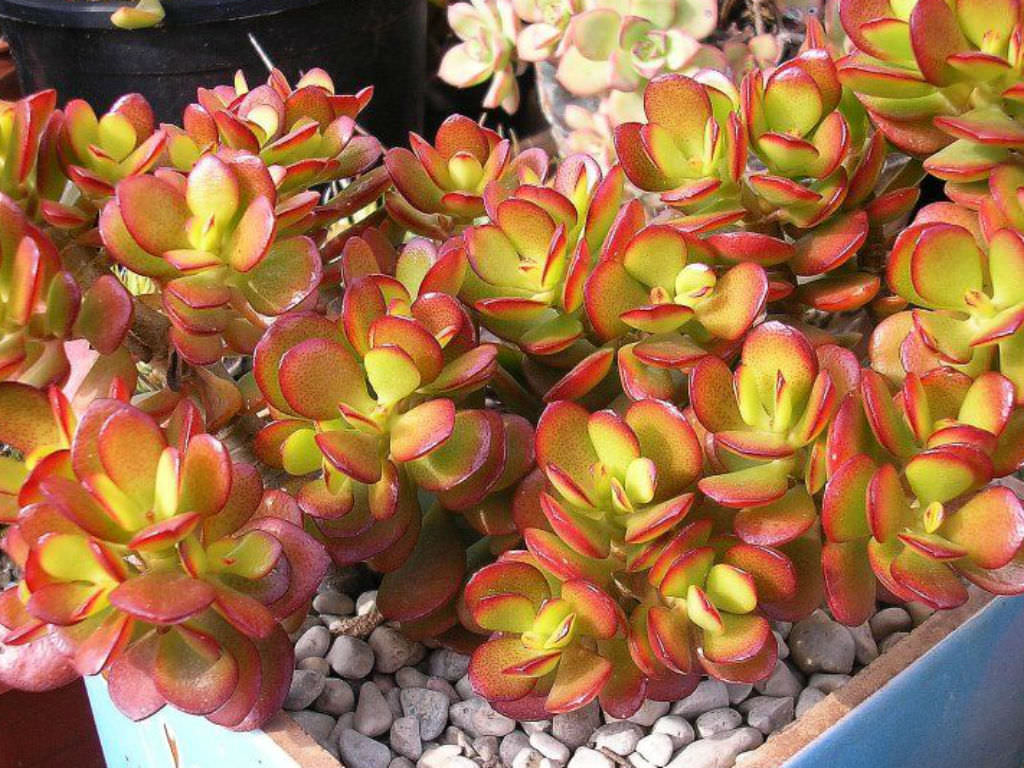 Crassula ovata ‘Crosby’s Compact’ (Dwarf Jade Plant)