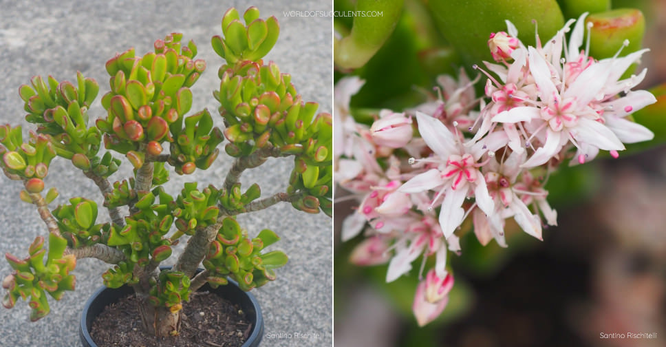 Crassula ovata ‘Gollum’ (Gollum Jade)