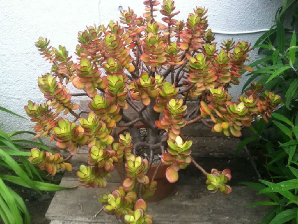 Crassula ovata ‘Minima’ (Miniature Jade Plant)