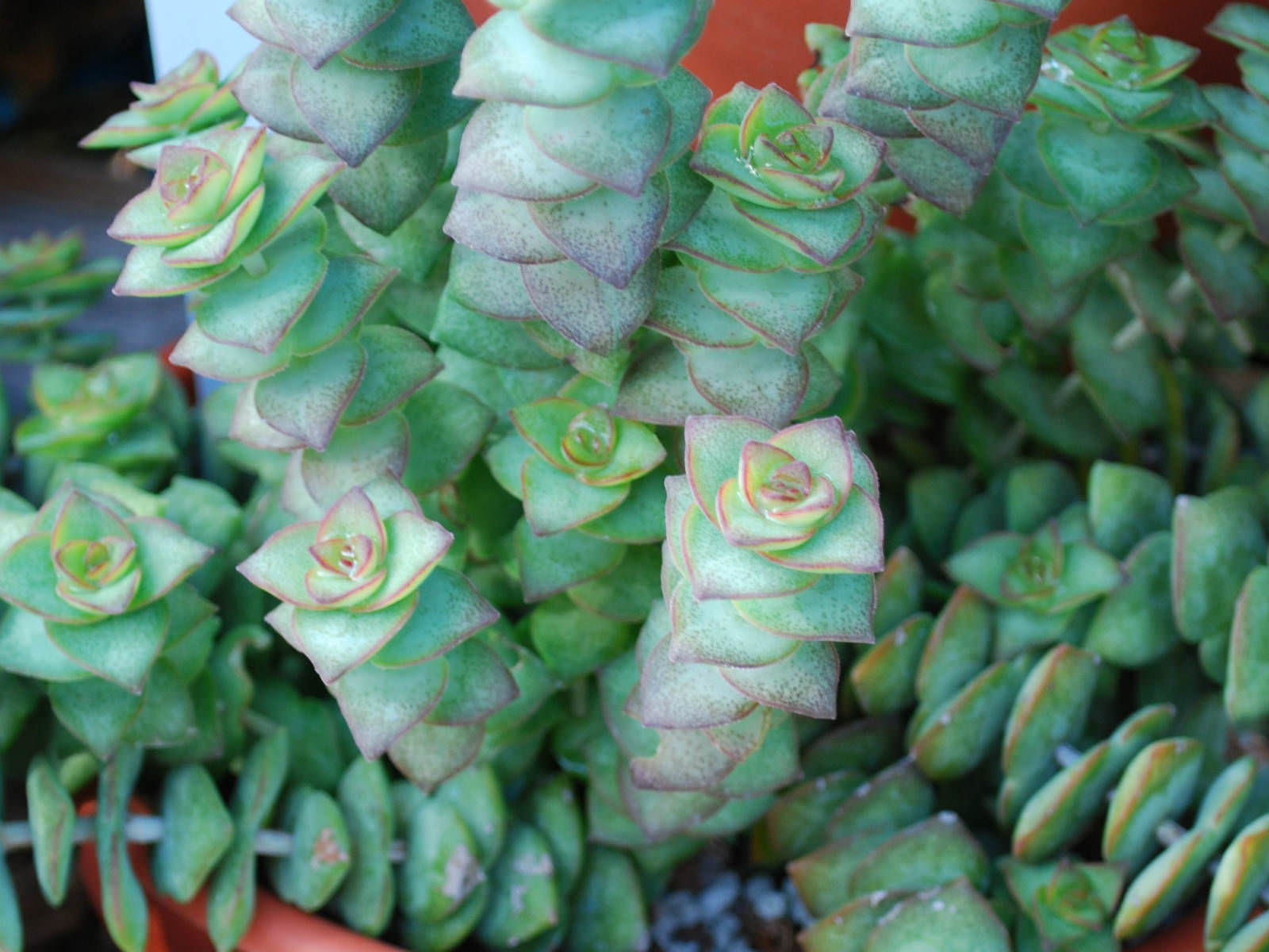 Crassula perforata subsp. kougaensis (String of Buttons)