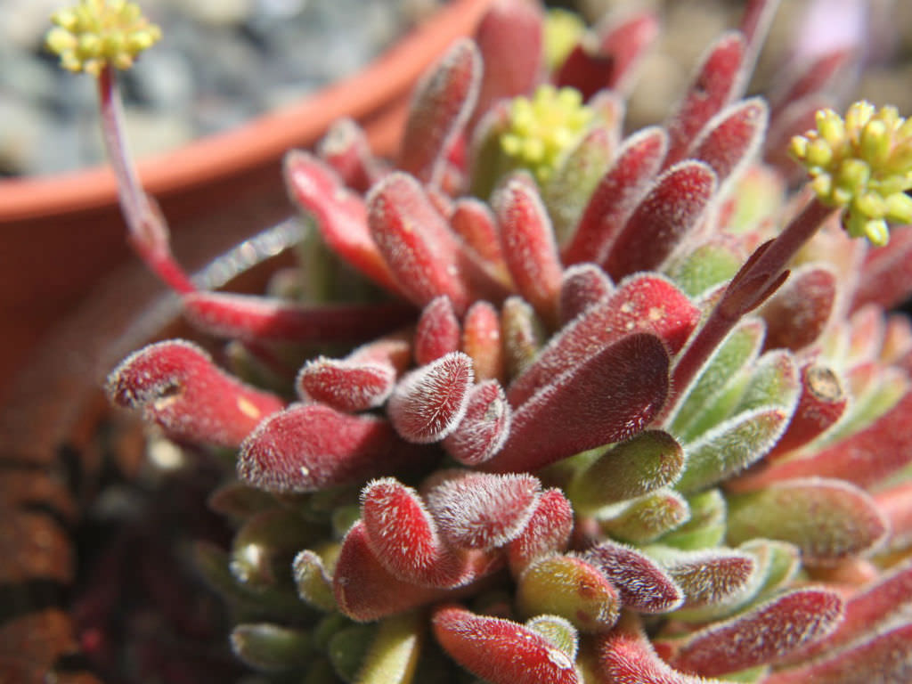 Crassula pubescens (Jersey Pigmyweed)