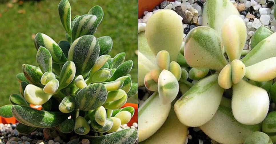 Crassula rogersii ‘Variegata’