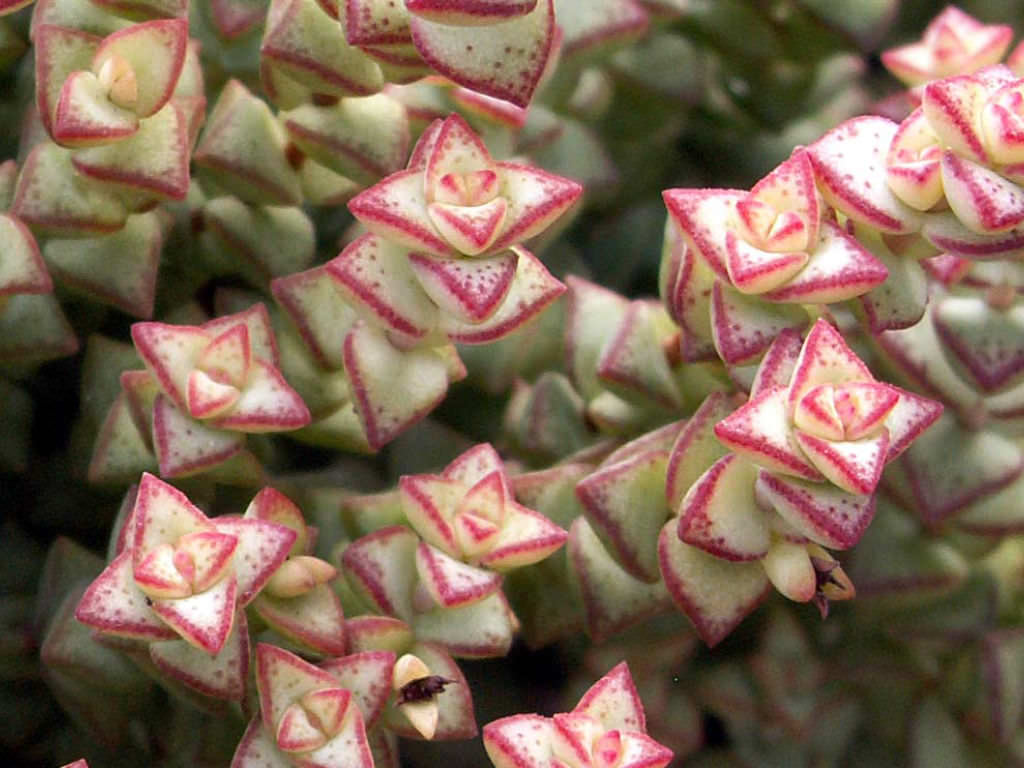 Crassula rupestris subsp. commutata (Rosary Vine)